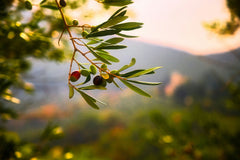 Extrait de feuilles d'olivier : une substance naturelle précieuse issue de vieux arbres